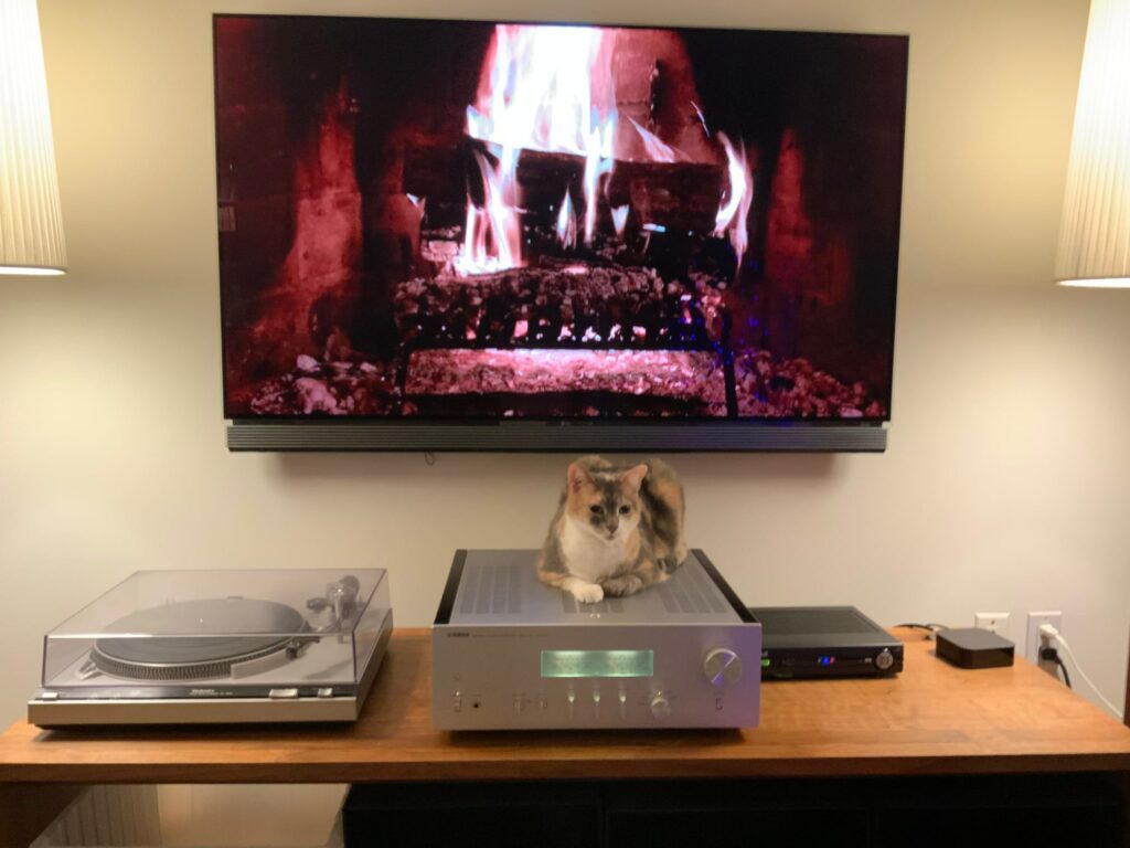 A picture of Tako, our blind dilute calico, sitting on our amplifier, with a fake fire going on the screen behind her