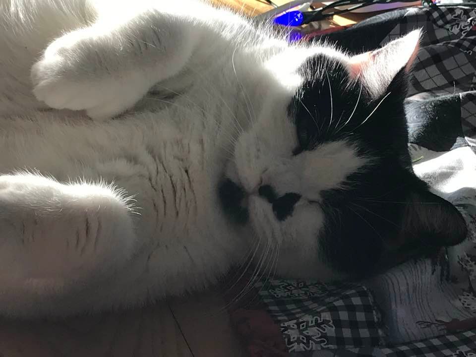 Galaxie,  our fluffy white cat, laying on her side, looking seductive, in closeup.